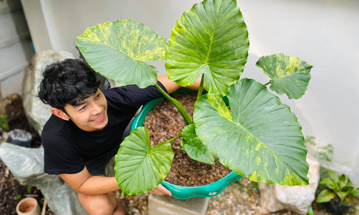 อาร์ต พศุตม์ เปิดเพจ AP STORY PLANT การันตีต้นไม้เทพทุกต้น