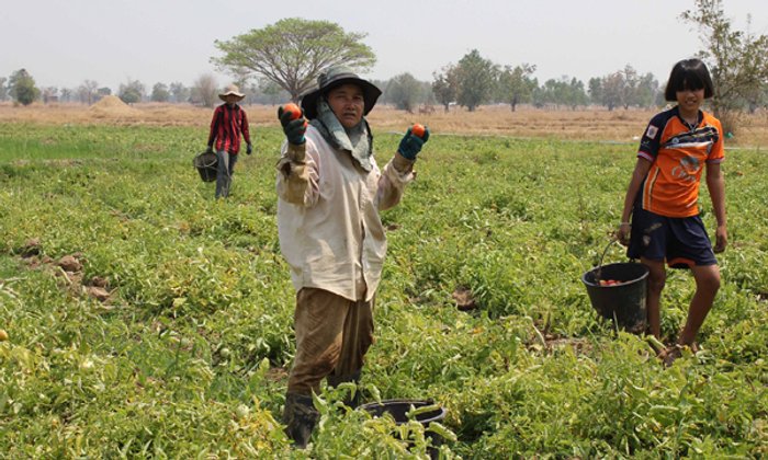 พลิกมุมสู้ฉลุยโลด! เกษตรกรหญิงทำนาปรังเจ๊ง หันปลูกมะเขือเทศพันธุ์เด็ด รายได้งามโกยวันละ 2 พัน